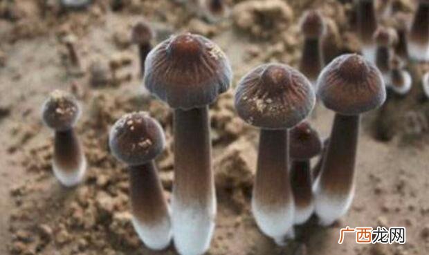 香菇和鸡枞菌的外观区别 香菇和鸡枞菌的区别