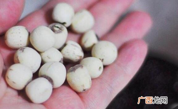 鹰嘴豆和芡实的外观区别 鹰嘴豆和芡实的区别
