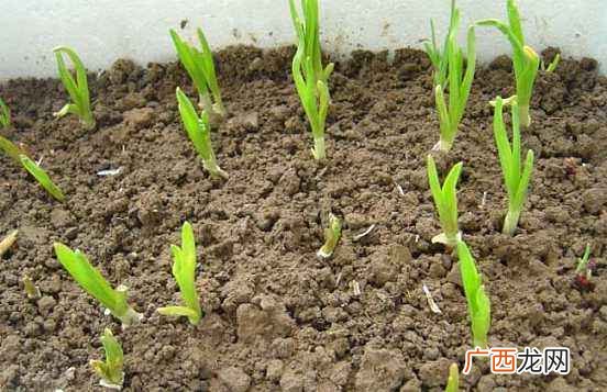 大蒜的种植方法是什么,大蒜的种植方法三年级科学？