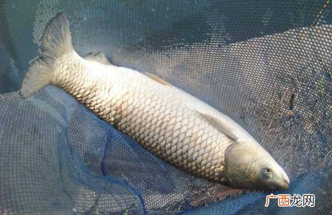 草鱼用什么鱼饵最好钓,用什么味道的方块料钓草鱼效果好？
