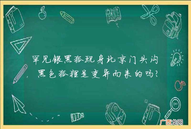 罕见银黑狐现身北京门头沟，黑色狐狸是变异而来的吗？