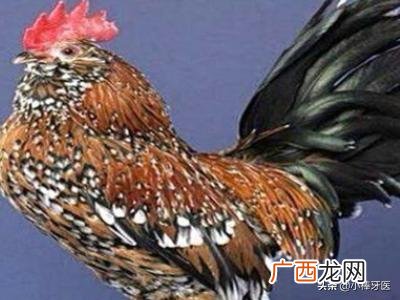 鸡怎么养,如何养一只宠物鸡?