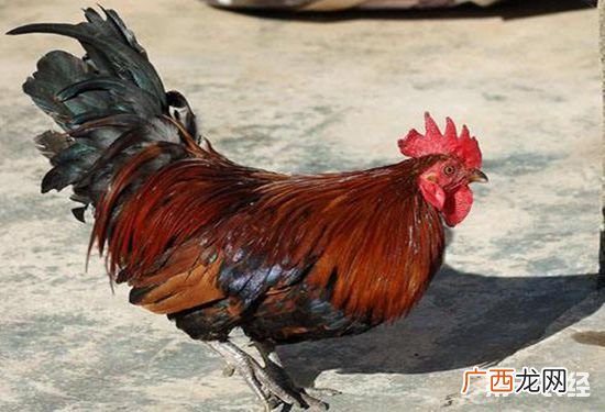 鸡怎么养,如何养一只宠物鸡?