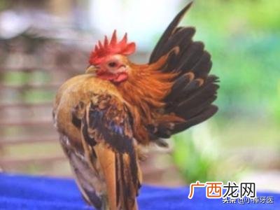 鸡怎么养,如何养一只宠物鸡?