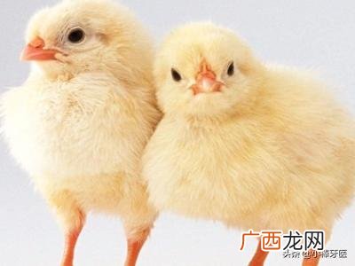 鸡怎么养,如何养一只宠物鸡?