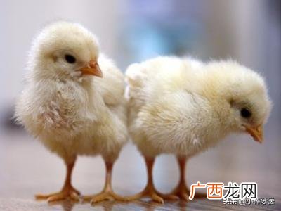 鸡怎么养,如何养一只宠物鸡?