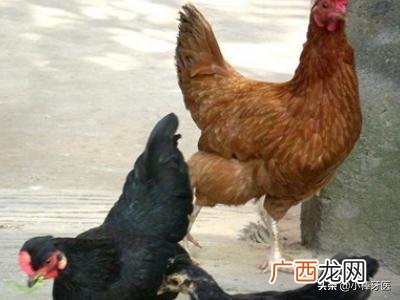 鸡怎么养,如何养一只宠物鸡?