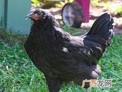 鸡怎么养,如何养一只宠物鸡?