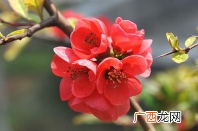 海棠花一般什么时候开花,海棠花在凌晨开吗?