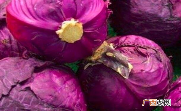 紫包菜和紫甘蓝的外观区别 紫包菜和紫甘蓝的区别
