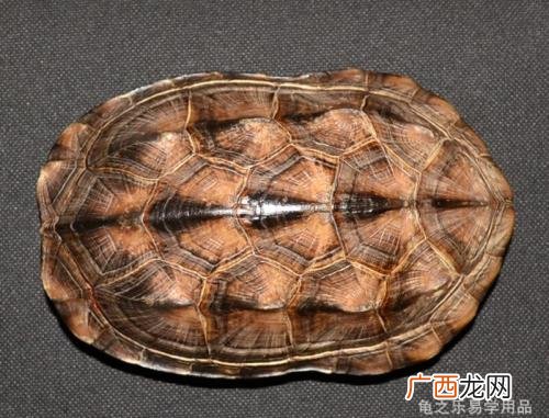 龟板是什么,龟板的制法？