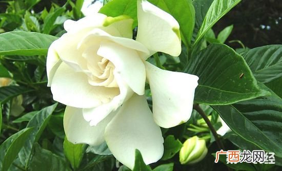 栀子花什么时候开,栀子花4月份能开吗?