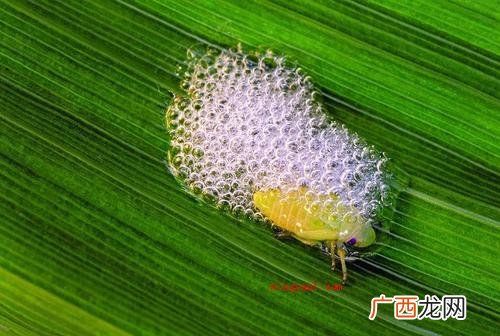 昆虫记第一章节目录蝉和蚂蚁的寓意故事 昆虫记每章节的主要内容是什么？