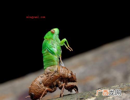 昆虫记第一章节目录蝉和蚂蚁的寓意故事 昆虫记每章节的主要内容是什么？