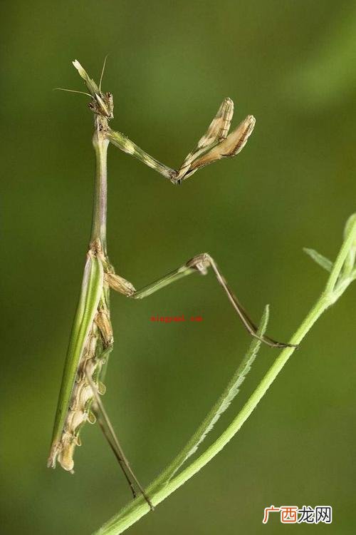 昆虫记第一章节目录蝉和蚂蚁的寓意故事 昆虫记每章节的主要内容是什么？