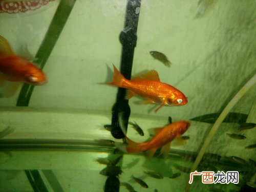 金鱼缸能养清洁虾吗,小河虾放在鱼缸里好吗？