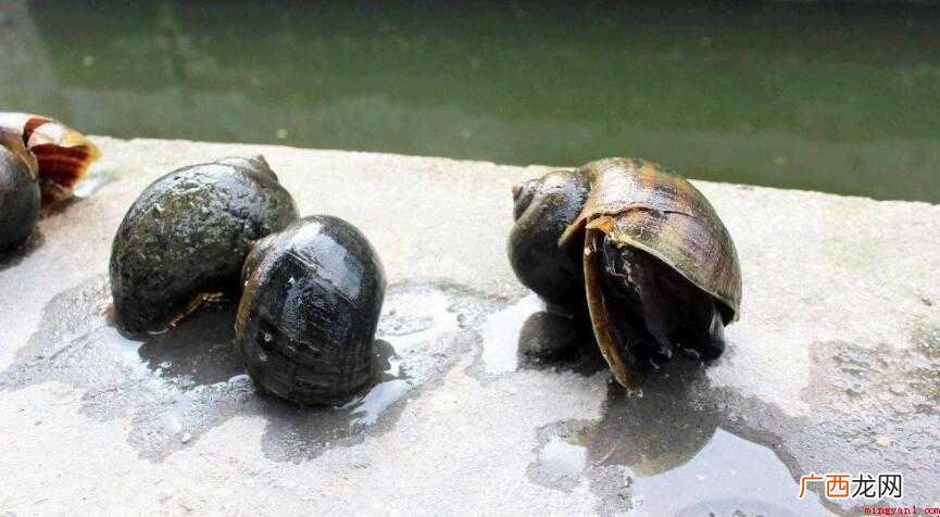 福寿螺在哪里引进 福寿螺在哪里引进的