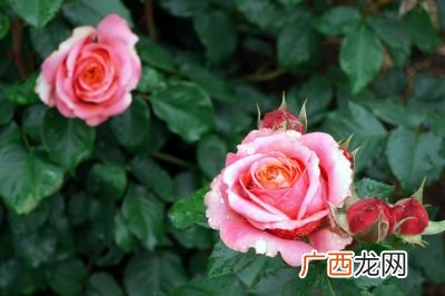 玫瑰花种子长在哪里,玫瑰花开花后结的果是种子吗？