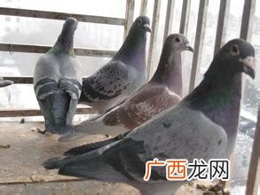 应该怎样喂鸽子,鸽子喂养方法？