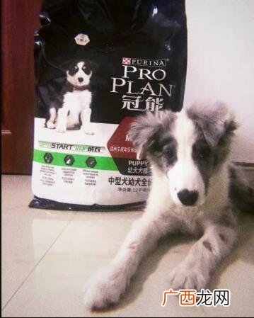 狗狗一天喂几次最好,马犬一天喂几次？