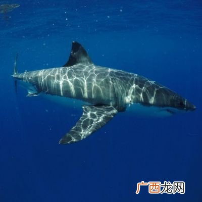 鲨鱼的种类,shark,tuna是什么种类的动物?