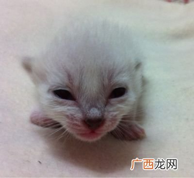 新生小猫几天睁眼睛,猫咪出生几天睁眼？