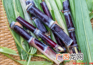 田间甘蔗种植一般从什么逐渐 田间甘蔗种植一般从什么开始