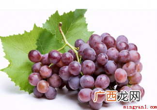 新鲜葡萄和葡萄干的营养成分有什么不同 新鲜葡萄和葡萄干的营养有什么区别