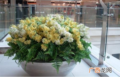 木菊适合在室内养吗,木菊花叶子枯黄原因？
