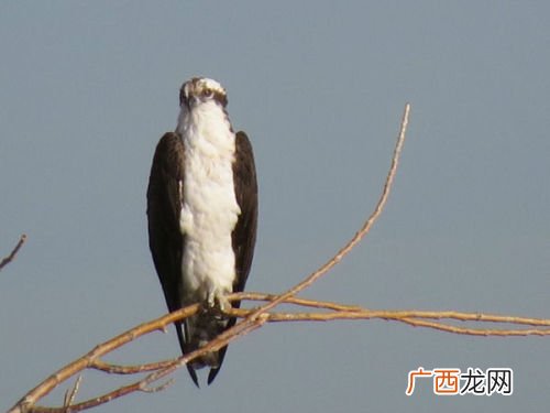 鹰象征意义及寓意,鹰在西方文化中代表什么？