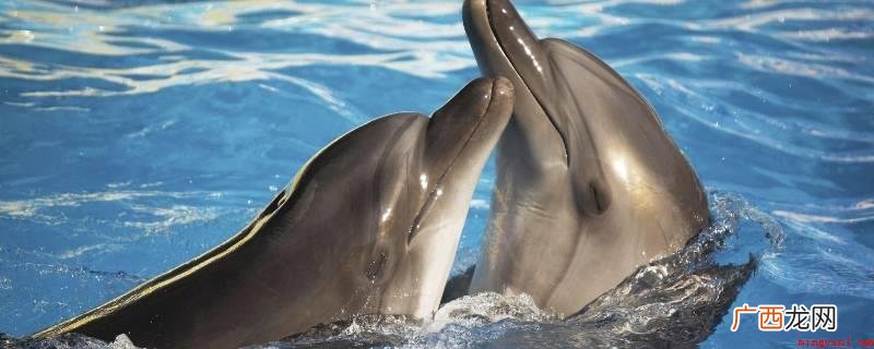 海豚可深潜闭气1030分钟,需按时到河面换气,如幼小、得病或 海豚也会溺水吗