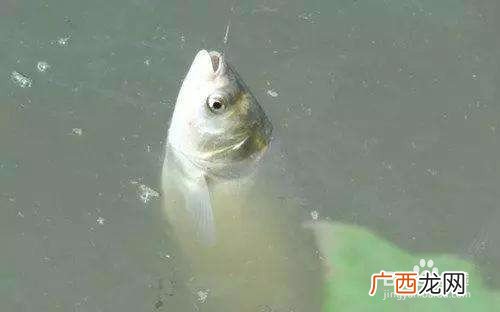 鲢鳙的鱼星是什么样的,立秋后夜钓鲢鳙最佳温度？