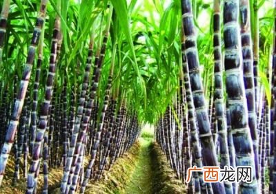 甘庶怎样种植,甘蔗的种植时间与方法？