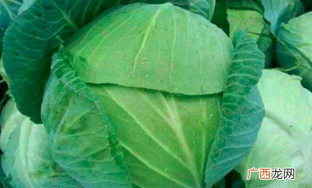莲花白和包菜的吃法区别 莲花白和包菜的区别