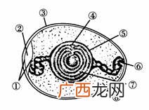 卵壳膜的作用,一个鸡蛋有几层卵壳膜?