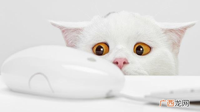 小猫为什么会捉老鼠,猫为什么白天会睡觉晚上捉老鼠？