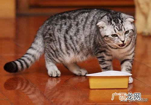 关于猫咪三个月大应该注意的问题,3个月大的猫可能感冒了咋办，猫咪感冒老流鼻涕怎么办？