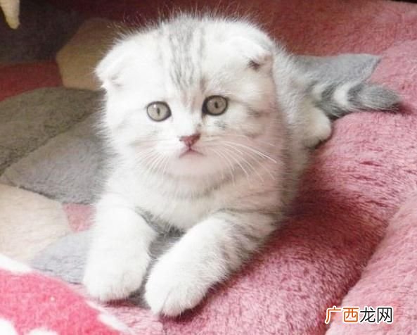 关于猫咪三个月大应该注意的问题,3个月大的猫可能感冒了咋办，猫咪感冒老流鼻涕怎么办？
