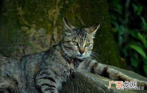 关于猫咪三个月大应该注意的问题,3个月大的猫可能感冒了咋办，猫咪感冒老流鼻涕怎么办？