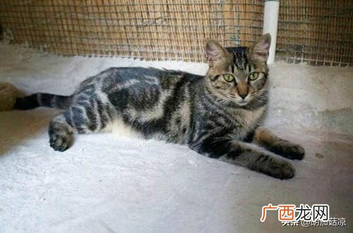 关于猫咪三个月大应该注意的问题,3个月大的猫可能感冒了咋办，猫咪感冒老流鼻涕怎么办？