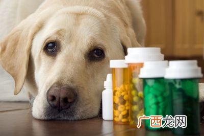 狗狗吐了怎么办,狗呕吐必吃三种药？