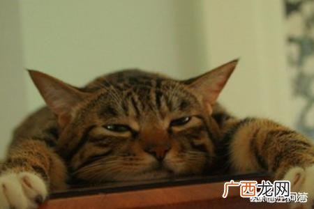 猫咪打喷嚏是怎么回事,猫打喷嚏是怎么回事？