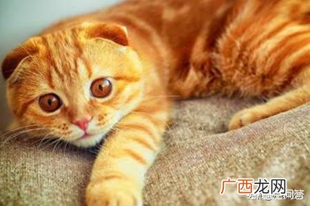 猫咪打喷嚏是怎么回事,猫打喷嚏是怎么回事？