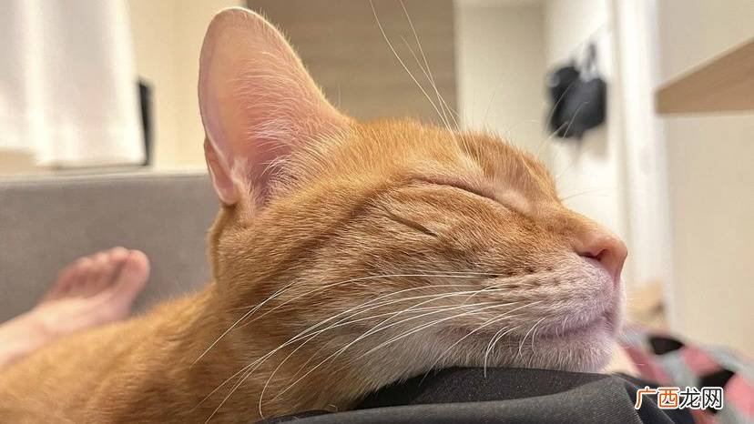 猫咪打喷嚏是怎么回事,猫打喷嚏是怎么回事？