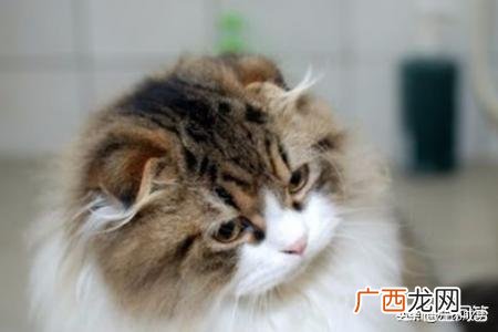 猫咪打喷嚏是怎么回事,猫打喷嚏是怎么回事？