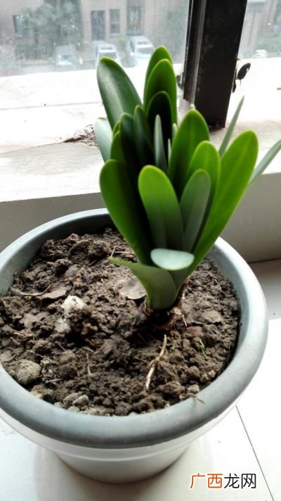 植物是什么,最小的植物是什么植物？