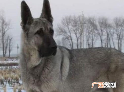 狼犬有几种,边牧分几种？