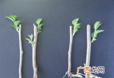 如何自制生根剂,种黄瓜自制生根剂的9种方法？