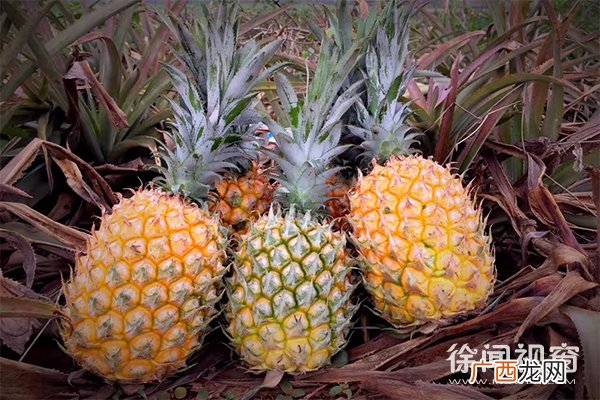 菠萝成熟的季节是几月,菠萝什么季节出？