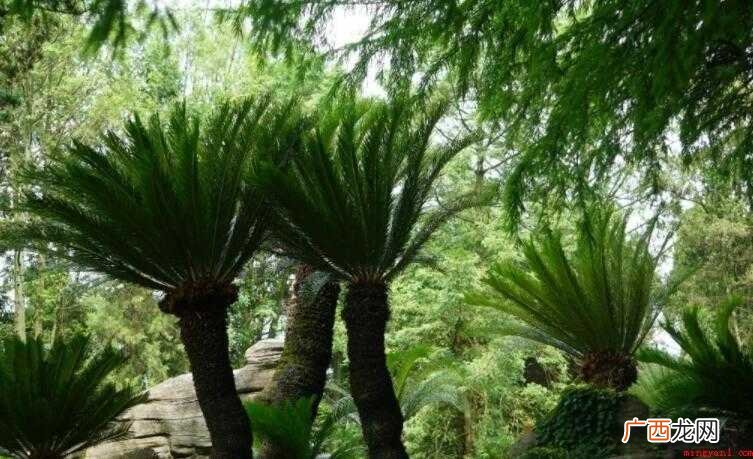 植物和被子植物的区别是什么 裸子植物和被子植物的区别是什么